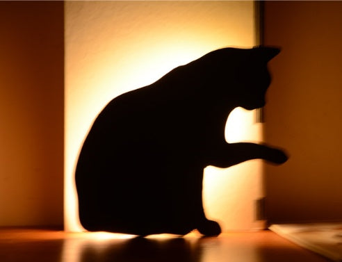 Cute Cat Shadow LED Night Light Motion Sensor Torch Wireless USB / Battery